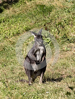 Adult male Common wallaroo, Macropus r. robustus, observes the surroundings