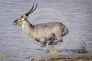 Adult male common water buck running at speed through water in Kruger Park in South Africa