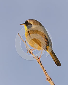 Adult male Common Yellowthroat