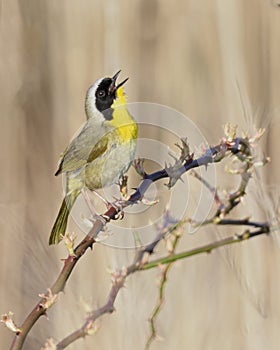 Adult male Common Yellowthroat