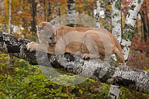 Adult Male Cougar Puma concolor on Birch Branch Licks at Elbow