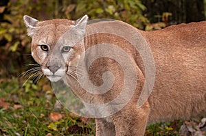 Adult Male Cougar Puma concolor Close Up Ears Back