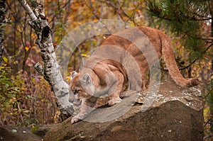 Adult Male Cougar (Puma concolor) Crouches on Rock photo