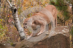 Adult Male Cougar (Puma concolor) Slinks Down Rock