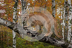 Adult Male Cougar Puma concolor Slinks Up Birch Branch Autumn