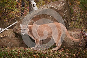 Adult Male Cougar Puma concolor Stands at Den Entrance