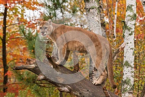 Adult Male Cougar (Puma concolor) Tongue Out