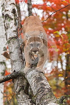 Adult Male Cougar Puma concolor Walks Down Birch Branch