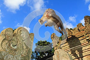 Adult Male Crab Eating Macaque Jump, Ubud Monkey Temple, Bali, Indonesia