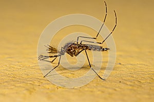 Adult Male Culicine Mosquito Insect