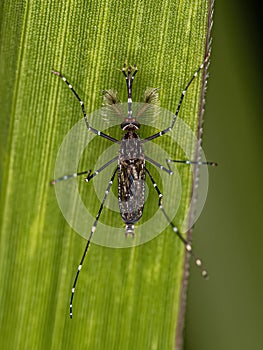 Adult Male Culicine Mosquito Insect