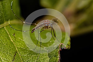 Adult Male Culicine Mosquito Insect