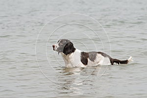 Adult male dog resting in the water on a beach