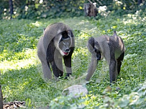 adult male Drill, Mandrillus leucophaeus, checks a female to see if she is in heat