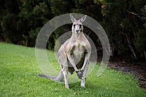 Adult male eastern grey kangaroo