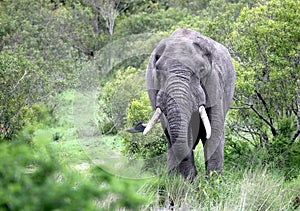 The adult male elephant