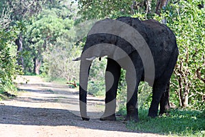 An adult male elephant in the shade