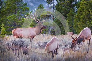 Adult Male Elk and his herd - Grand Tetons