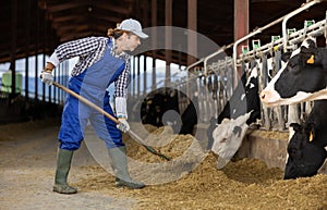 Adult male farmer feeding cows on dairy farm