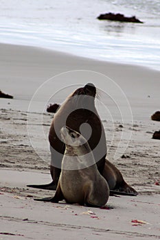 A adult male and female Australian Sea Lion walking on the beach ,South Australia