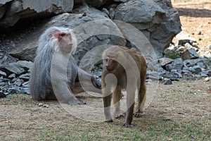 Adult male and female baboon hamadryad