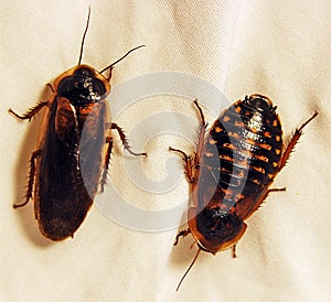 Adult Male and Female Dubia cockroaches