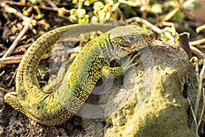 An adult male flat lizard sitting in the sun