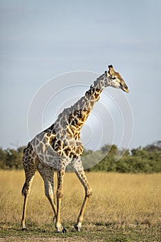 Adult male giraffe covered in ox peckers walking in late afternoon in Savuti in Botswana