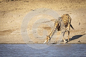 Adult male giraffe with lots of ox peckers on its back bending down drinking water at the edge of river in Kruger Park South