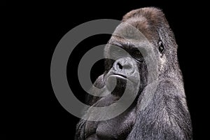 Adult male gorilla silverback on black background