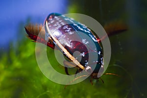 Adult male of great diving beetle, Dytiscus marginalis, wide-spread freshwater predator insect hunt for prey