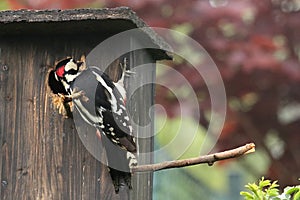 The adult male great spotted woodpecker Dendrocopos major sitting on the birdhouse