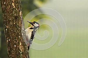 The adult male great spotted woodpecker Dendrocopos major sitting on the tree