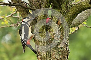 The adult male great spotted woodpecker Dendrocopos major sitting on the tree