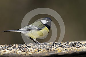 An adult male Great Tit (Parus major).