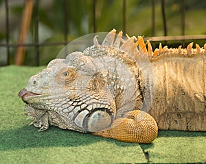 Adult male green iguana in captivity