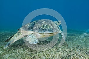 Adult male Green turtle swimming over seagrass. photo