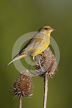 Adult male Greenfinch(Carduelis chloris)