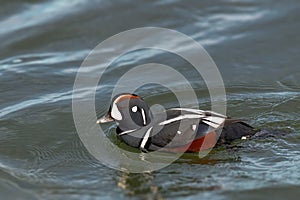 Adult male Harlequin Duck