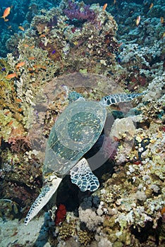 Adult male Hawksbill turtle feeding.
