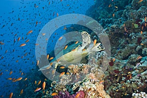 Adult male Hawksbill turtle swimming.