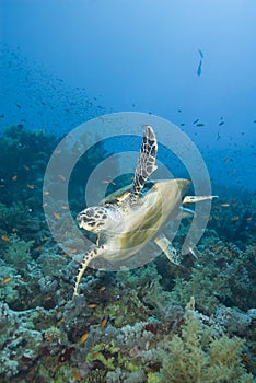 Adult male Hawksbill turtle swimming. photo