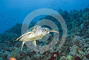Adult male Hawksbill turtle swimming.