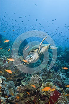 Adult male Hawksbill turtle swimming.