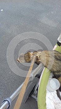 Adult male hob ferrets sable color