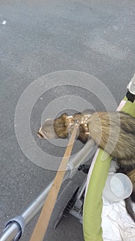 Adult male hob ferrets sable color photo