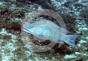 Adult Male Hogfish