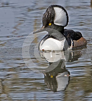 Adult male hooded merganser