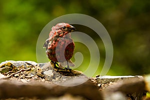 Adult Male House Finch Haemorhous mexicanus