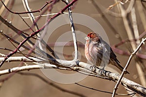 An adult male house finch  Haemorhous mexicanus perching on leafless branch